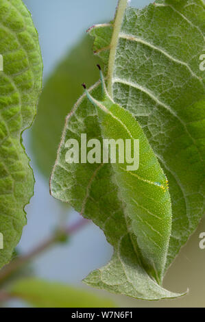 Caterpillar of Purple Emperor Butterfly (Apatura iris) camouflaged, leaf mimicry. Captive, UK. Stock Photo