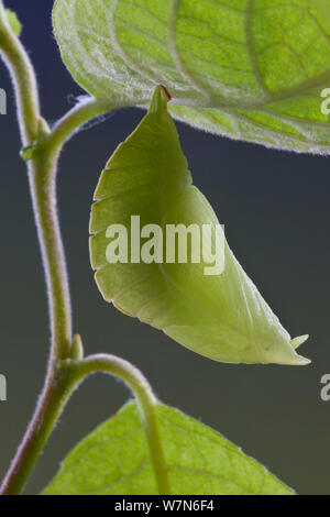 Chrysalis of Purple Emperor Butterfly (Apatura iris), camouflaged using leaf mimicry. Captive, UK. Stock Photo