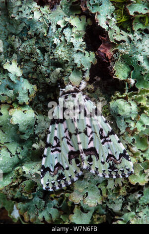 Scarce Merveille du Jour Moth (Moma alpium) camouflaged on lichen covered trunk of an oak tree. Hampshire, UK, May. Stock Photo