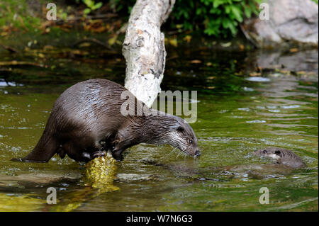 European river otter (Lutra lutra) play figthing, captive, Alsace, France Stock Photo