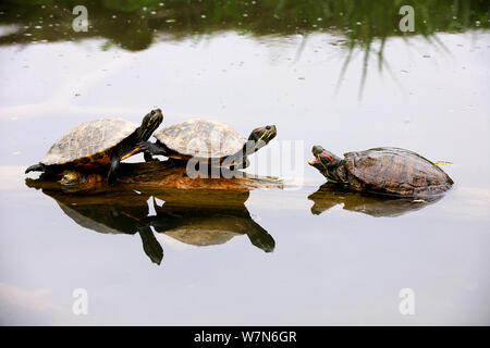 Three Red eared Slider Turtles and Reflections Stock Photo - Alamy