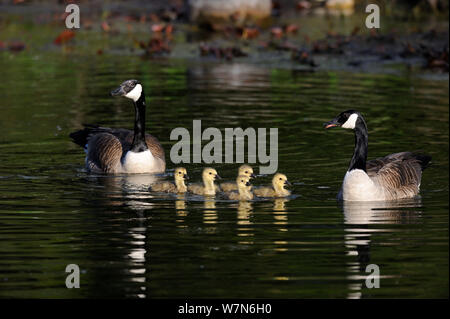 Canada geese (Branta canadensis) family with goslings swimming in stream, Alsace, France Stock Photo