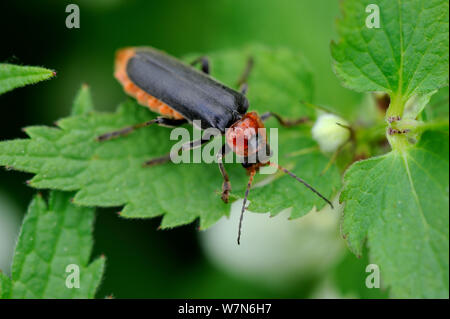 Soldier beetle (Cantharis fusca) on plant Alsace, France Stock Photo