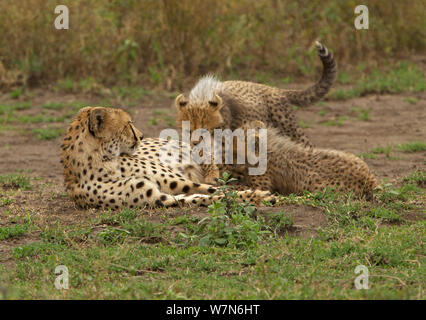 Cheetah cubs (Acinonyx jubatus) position themselves for nursing on mother, Ndutu area of the Ngorongoro Conservation Area, Tanzania Stock Photo