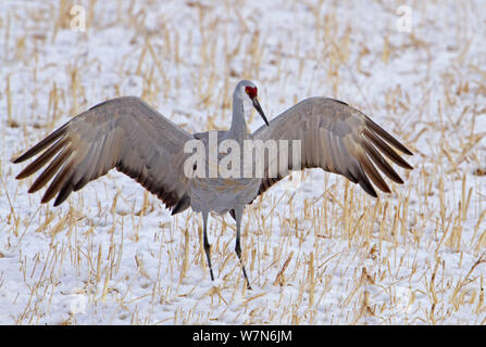 Greater sandhill crane (Grus canadensis tabida) just folding its wings after landing in a snow covered field, Bosque del Apache, New Mexico Stock Photo