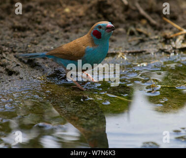 Red cheeked Cordonbleu (Uraeginthus bengalus) drinking from a pond, Tarangire National Park, Tanzania