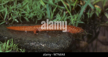 Northern red salamander (Pseudotriton ruber ruber) one of a group of salamanders that lacks lungs and respires through their skin.  Utah, USA, taken under controlled conditions Stock Photo