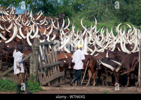 Ankole cattle, cultural icon for the traditionally nomadic Bahima people of Uganda, outside Lake Mburu National Park, Uganda, East Africa. After years of disputes between neighbouring communities and the Uganda Wildlife Authority (UWA) over traditional cattle grazing sites within Lake Mburo National Park, all parties are now working together on a solution that takes into account the cultural claims of the people and the biodiversity of the park. Stock Photo