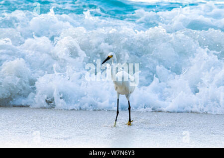 Dimorphic egret (Egretta dimorpha) standing in surf, Aldabra Atoll, Seychelles, Indian Ocean Stock Photo