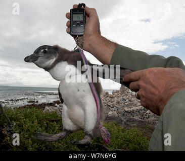 Black footed penguin (Spheniscus demersus) chicks in poor condition are rescued from the colony and sent for hand rearing and rehabilitation at the Southern African Foundation for the Conservation of Coastal Birds (SANCCOB) Cape Town, South Africa. This Black footed penguin colony is Stony Point, Betty's Bay, South Africa. This chick is being weighed by the warden, December 2011