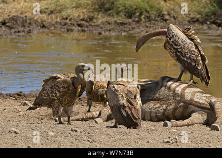 Ruppell's Griffon Vultures (Gyps rueppellii), on zebra carcass and in far left with two White-backed Vultures (Gyps africanus) at the front and back.  Serengeti, Tanzania. Stock Photo