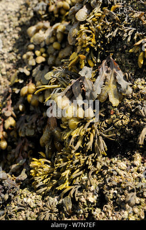 Spiral / Flat wrack (Fucus spiralis) surrounded by Channelled wrack (Pelvetia canaliculata) on rocks high on the shoreline, exposed at low tide, Rhossili, The Gower Peninsula, UK, July. Stock Photo