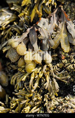 Close up views of Spiral / Flat wrack (Fucus spiralis) surrounded by Channelled wrack (Pelvetia canaliculata) on rocks high on the shoreline, exposed at low tide, Rhossili, The Gower Peninsula, UK, July. Stock Photo