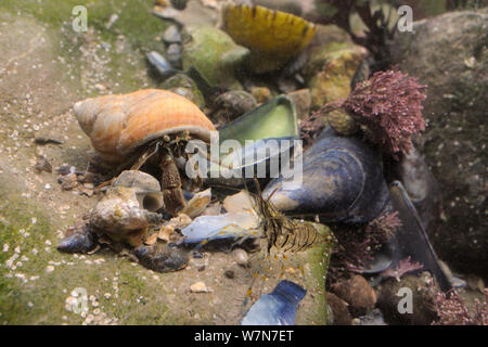 Common Hermit crab (Pagurus bernhardus) in a Dog whelk shell and a Common prawn (Palaemon serratus) crawling over floor of a rockpool littered with mollusc shell fragments. Rhossili, The Gower Peninsula, UK, July. Stock Photo