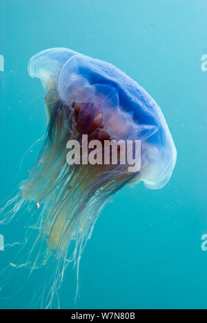 Blue jellyfish (Cyanea lamarckii), Porthkerris Cove, Cornwall, England, UK, June Stock Photo