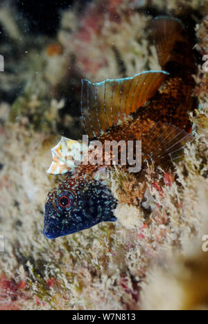 Male Black faced blenny (Tripterygion delaisi), part of a sequence showing colour change, Swanage, Dorset, England, UK, May. 4/4 Stock Photo