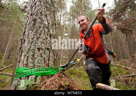 RSPB staff and volunteers tree pulling pine trees down in plantation to ...