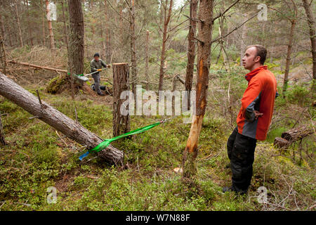 RSPB staff and volunteers tree pulling pine trees down in plantation to ...
