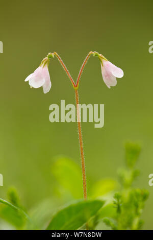 Twinflower (Linnaea borealis) in flower in pine woodland, Abernethy National Nature Reserve, Cairngorms National Park, Scotland, UK Stock Photo