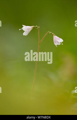 Twinflower (Linnaea borealis) in flower in pine woodland, Abernethy, National Nature Reserve, Cairngorms National Park, Scotland, UK Stock Photo
