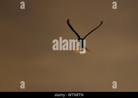 Arctic Tern (Sterna paradisaea) in flight. Shetland, Scotland, August. Stock Photo