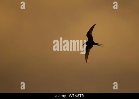 Arctic Tern (Sterna paradisaea) in flight. Shetland, Scotland, August. Stock Photo