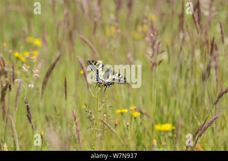 Swallowtail Butterfly (Papilio machaon britannicus) among fen flowers and grasses. Strumpshaw Fen, Norfolk, June. Stock Photo