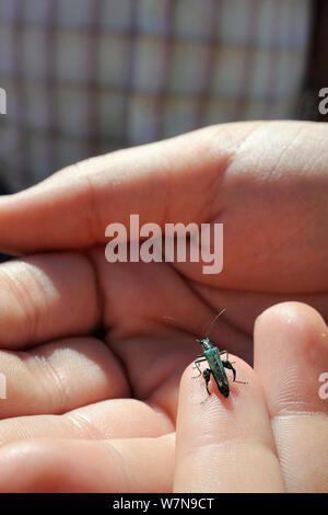 Member of the public inspecting a male Thick-legged flower beetle / Swollen-thighed beetle (Oedemera nobilis) held carefully in a hand during Arnos Vale Cemetery Bioblitz, Bristol, UK, May 2012 Stock Photo