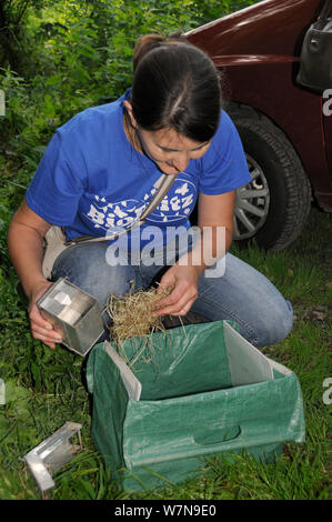 Mammalogist Emma Koblizek inspects a small mammal caught in a Longworth trap tipped into a temporary holding box during Abbots Pool and woodland reserve Bioblitz, Bristol, UK, June 2012. Model released. Stock Photo