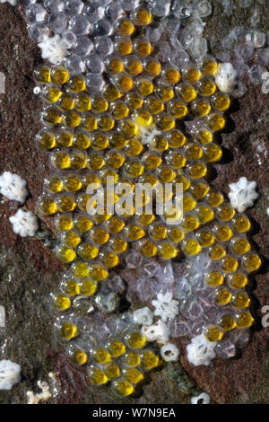 Developing eggs of Cornish sucker fish / Shore clingfish (Lepadogaster lepadogaster) attached to the underside of a boulder in a rockpool low on the shore where a parent stays to guard them, near Falmouth, Cornwall, UK, August. Stock Photo