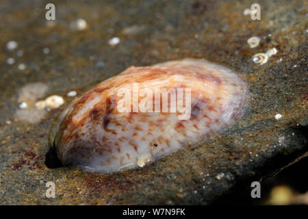 Young American slipper limpet (Crepidula fornicata) an invasive pest of oyster beds in Europe, attached to a boulder found low on a rocky shore, near Falmouth, Cornwall, UK, August. Stock Photo