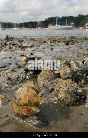 Group of American slipper limpets (Crepidula fornicata), invasive pests of oyster beds in Europe, stacked on top of one another on mudflats near barnacle encrusted Common mussels (Mytilus edulis) with moored sailing yachts in the background, Helford River, Helford, Cornwall, UK, August. Stock Photo
