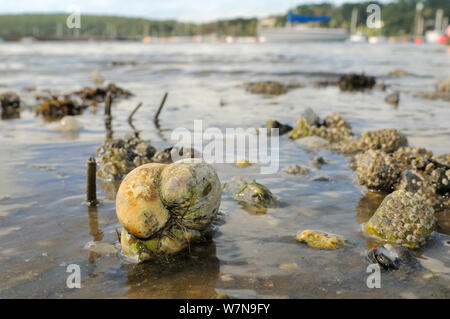 Group of American slipper limpets (Crepidula fornicata), invasive pests of oyster beds in Europe, stacked on top of one another on mudflats near barnacle encrusted Common mussels (Mytilus edulis) and tubes of Peacock worms (Sabella pavonina), with moored boats in the background, Helford River, Helford, Cornwall, UK, August. Stock Photo