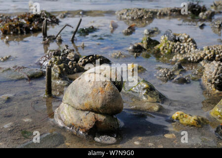 Three American slipper limpets (Crepidula fornicata), invasive pests of oyster beds in Europe, stacked on top of one another on mudflats near barnacle encrusted Common mussels (Mytilus edulis) and tubes of Peacock worms (Sabella pavonina), Helford River, Helford, Cornwall, UK, August. Stock Photo
