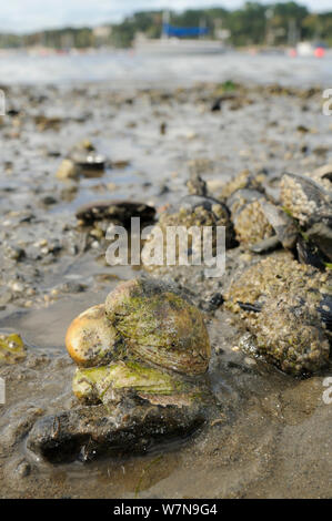 Three American slipper limpets (Crepidula fornicata), invasive pests of oyster beds in Europe, stacked on top of one another on mudflats near barnacle encrusted Common mussels (Mytilus edulis) with moored sailing yachts in the background, Helford River, Helford, Cornwall, UK, August. Stock Photo