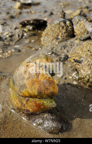 Three American slipper limpets (Crepidula fornicata), invasive pests of oyster beds in Europe, stacked on top of one another on mudflats near barnacle encrusted Common mussels (Mytilus edulis), Helford River, Helford, Cornwall, UK, August. Stock Photo