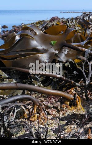 Holdfasts and fronds of Tangleweed kelp (Laminaria digitata) exposed on a low spring tide, Cornwall, UK, August. Stock Photo