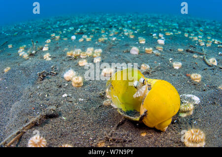 A young veined octopus / coconut octopus (Amphioctopus marginatus) shelters in an old snail shell, while exposed on the open sand. Java Sea, Puri Jati, Bali, Indonesia, South East Asia. Stock Photo