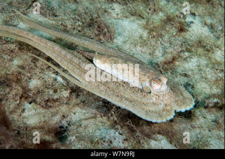 An Atlantic long arm octopus (Octopus defilippi) swims across the seabed. This is a typical swimming posture for long arm octopus, but it has been suggested as mimicking a poisonous sole in the mimic octopus, West Palm Beach, Florida, USA Stock Photo