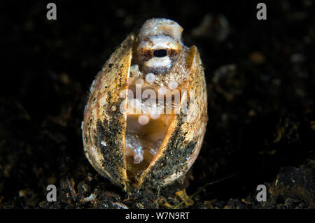 A young veined octopus (coconut octopus: Amphioctopus marginatus) shelters in an empty bivalve shell by pulling the two halves together with its arms. Lembeh Strait, Molucca Sea, Sulawesi, Indonesia. Stock Photo