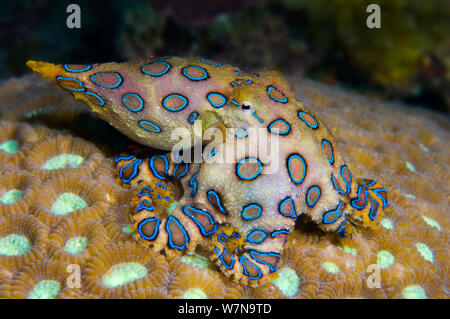 Tropical blue ring octopus (Hapalochlaena lunulata) is small but has one of the most venomous creatures in the ocean, its bite injects a neurotoxin that paralyses its victim. It flashes its blue rings to warn as a warning. Kapalai Island, Sulu Sea, Sabah, Borneo, Malaysia. Stock Photo