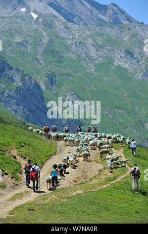 Shepherd and tourists herding flock of sheep (Ovis aries) to pasture up in the mountains along the Col du Soulor, Hautes-Pyrenees, Pyrenees, France, June 2012 Stock Photo