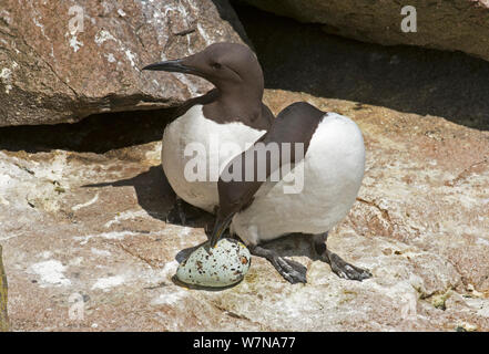 Common guillemot (Uria aalge) pair at nest, one about to incubate an egg while the other watches, Great Saltee Island, Wexford, Ireland, June Stock Photo