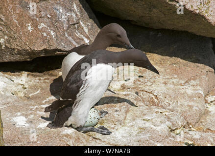 Common guillemot (Uria aalge) pair at nest, one about to incubate an egg while the other watches, Great Saltee island, Wexford, Ireland, June Stock Photo