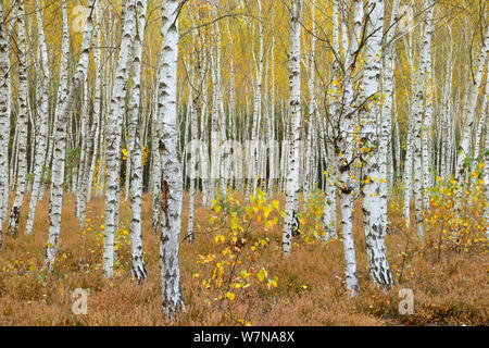 European white birch (Betula pubescens) trees and Common Heather (Calluna vulgaris), Reicherskreuzer Heide, Schlaubetal, Germany, October Stock Photo