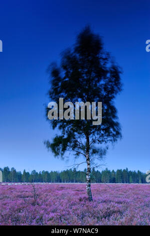 European white birch (Betula pubescens) tree in flowering Common Heather (Calluna vulgaris), Reicherskreuzer Heide, Schlaubetal, Germany, early morning, May Stock Photo