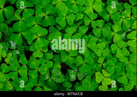 Common wood sorrel (Oxalis acetosella) leaves, Germany, September Stock Photo