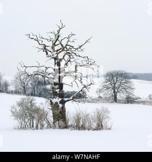 English Oak (Quercus robur) in snowy landscape, Mecklenburger Schweiz, Germany, January Stock Photo