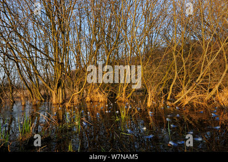 Moor Frog (Rana arvalis) group with males in breeding colouration with Crack Willow (Salix fragilis) trees at the waters edge, Germany, April Stock Photo