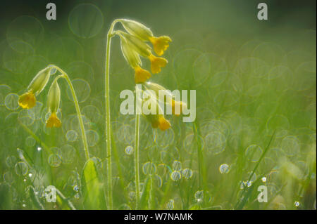 Cowslip (Primula veris) flowers in dew covered grass, April Stock Photo